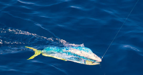 A saltwater fish being reeled in